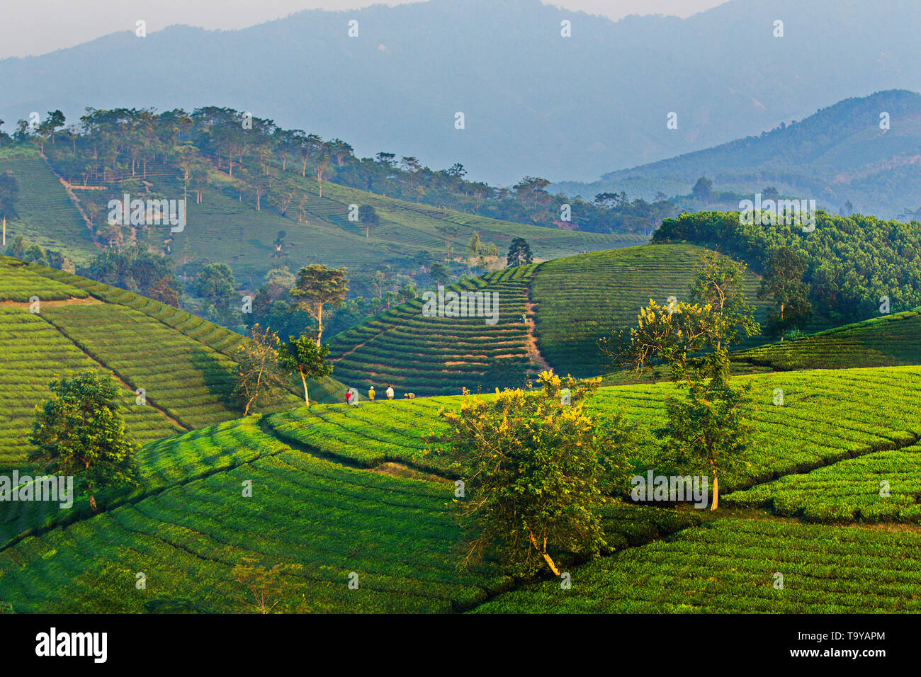 La piantagione di tè in Phu Tho Provincia, Vietnam Foto Stock