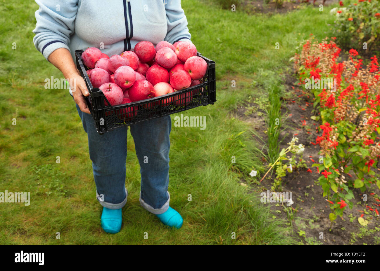 L'agricoltore raccolte nel giardino un raccolto di rosso mele mature in un cesto in plastica Foto Stock