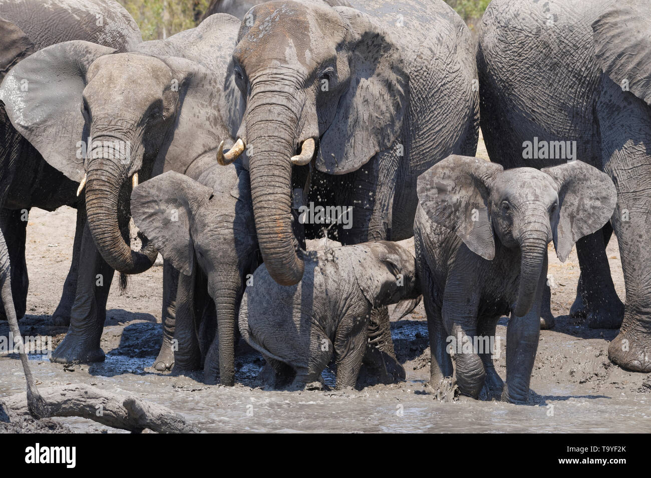 Bush africano Elefante africano (Loxodonta africana), allevamento di vitelli in un fangoso waterhole, Kruger National Park, Sud Africa e Africa Foto Stock
