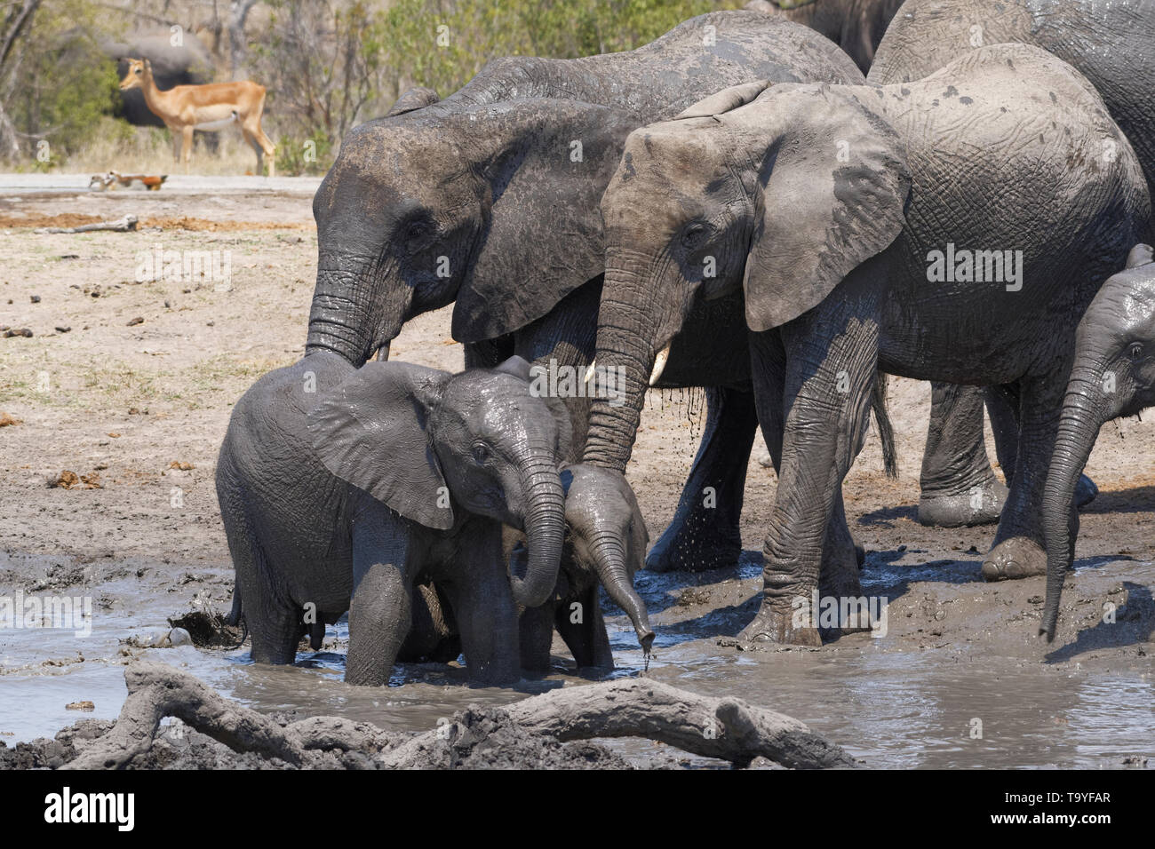 Bush africano Elefante africano (Loxodonta africana), allevamento di vitelli e il neonato in un fangoso waterhole, Kruger National Park, Sud Africa e Africa Foto Stock