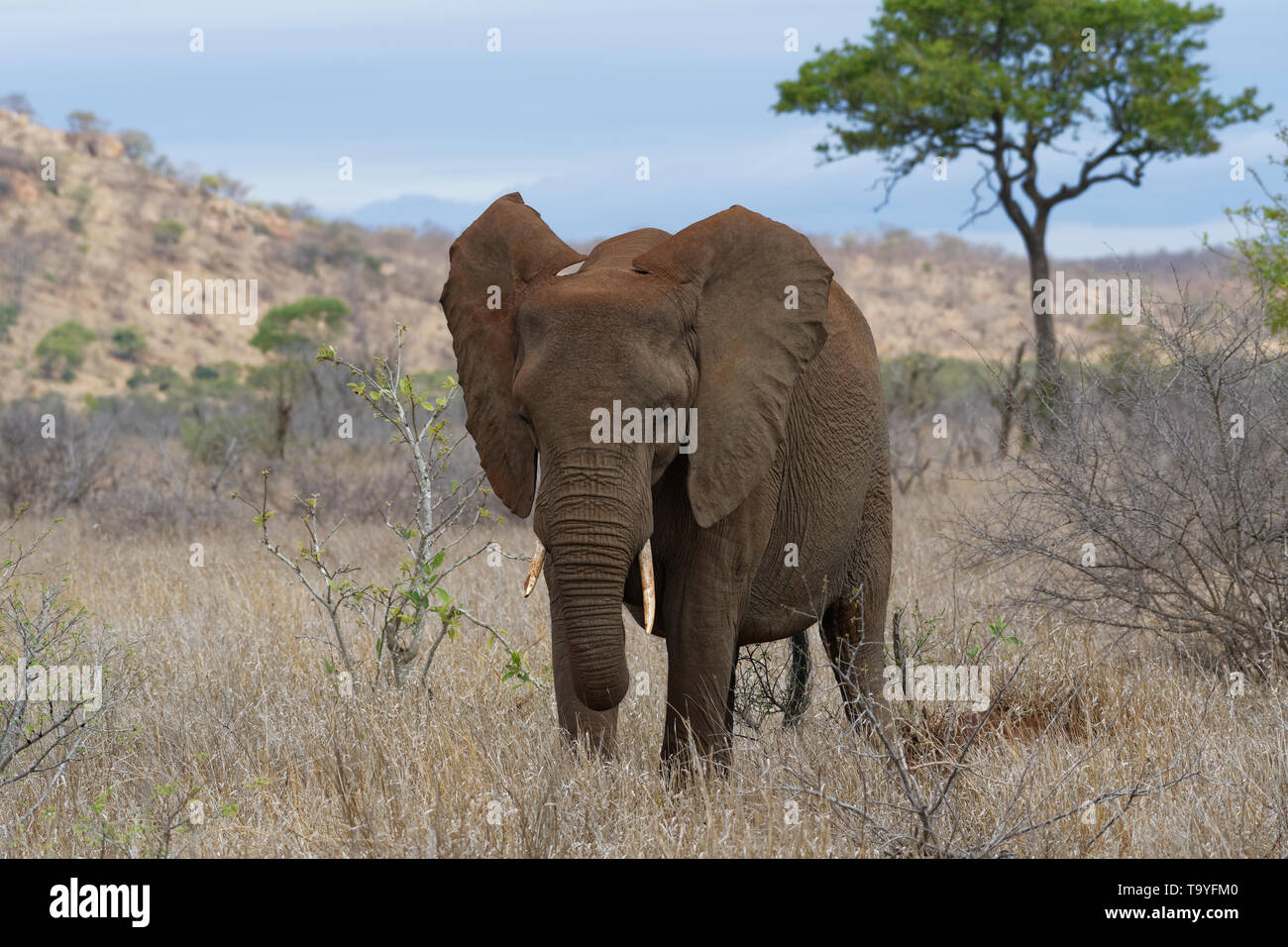 Bush africano Elefante africano (Loxodonta africana), elefante mucca alimentazione su erba secca, Kruger National Park, Sud Africa e Africa Foto Stock