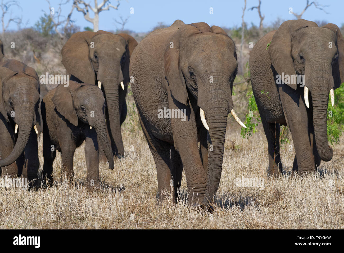 Bush africano Elefante africano (Loxodonta africana), elefante vacche con i giovani, camminando su erba secca, Kruger National Park, Sud Africa e Africa Foto Stock