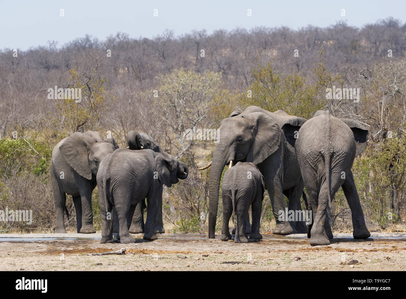 Bush africano Elefante africano (Loxodonta africana), allevamento di bere a waterhole, Kruger National Park, Sud Africa e Africa Foto Stock