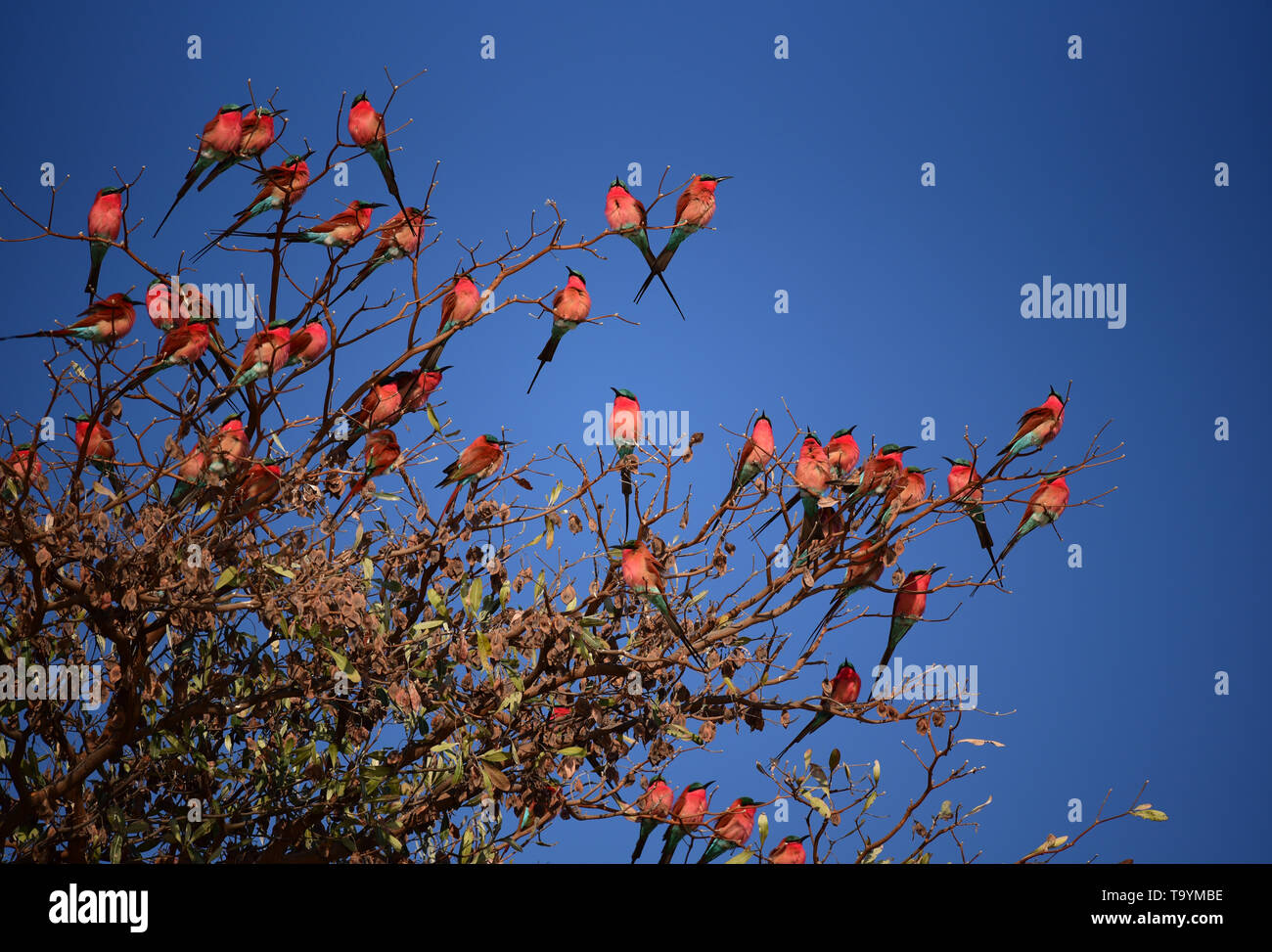 Carmine del Sud Bee-eaters (merops nubicoides) gregge, arroccato su un albero. Namibia settentrionale Foto Stock