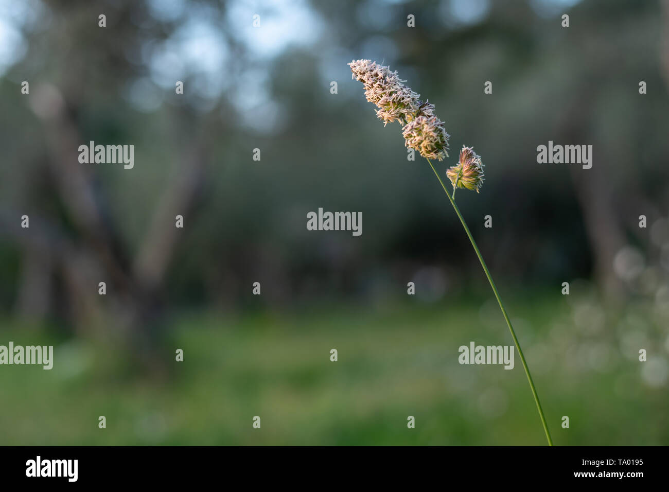 Panicle di un'erba mazzolina (Dactylis glomerata) cresce in un uliveto in Croazia Foto Stock