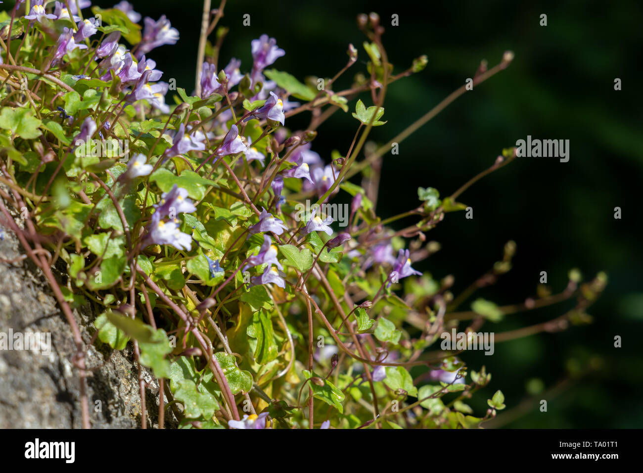 Ivy lasciava Toadflax cresce su una parete in Bristol Foto Stock