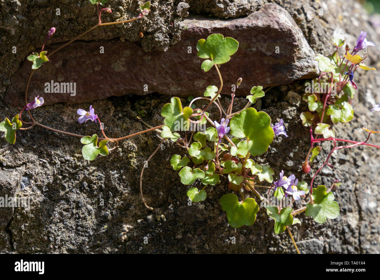 Ivy lasciava Toadflax cresce su una parete in Bristol Foto Stock