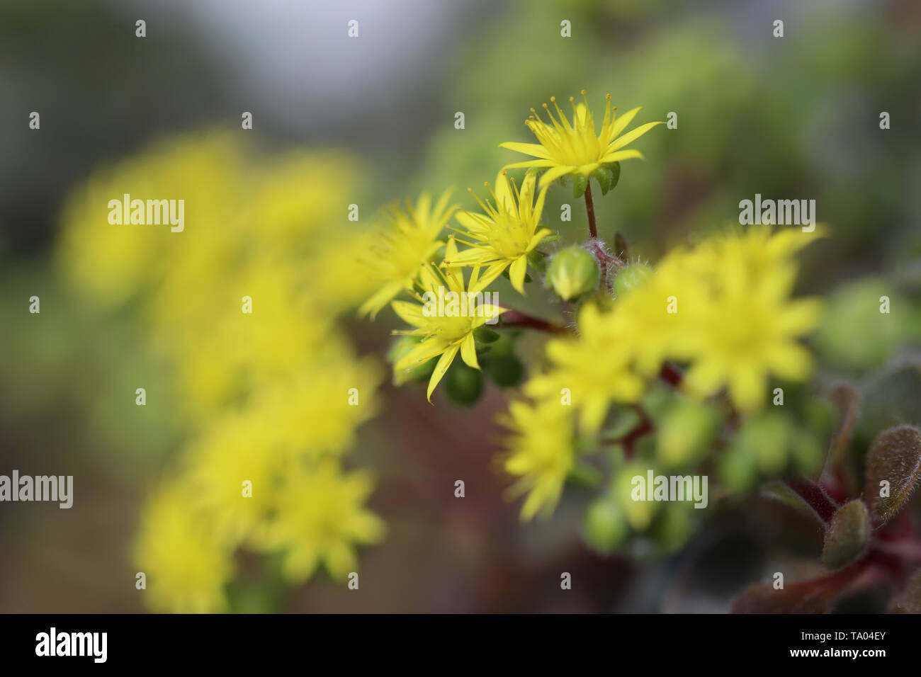 Crassula con fiore fiori giallo Foto stock - Alamy