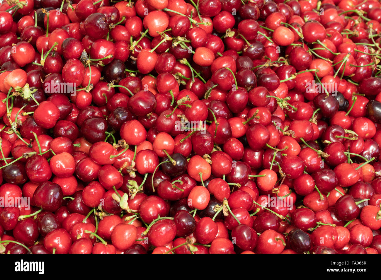 Fresche biologiche sfondo ciliegio. Sfondo di frutta. Prunus cerasus Foto Stock