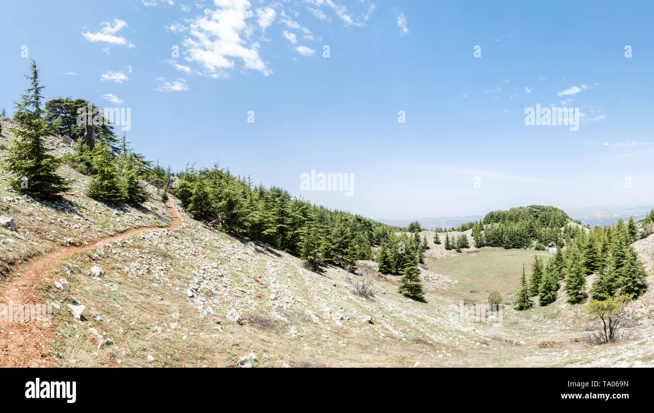 Shouf riserva della biosfera foresta di cedro, Barouk, Libano Foto Stock