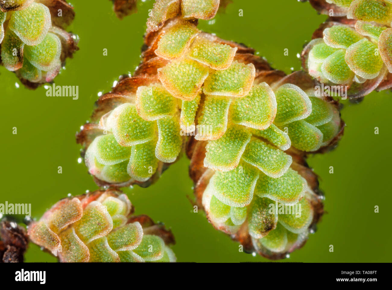 Innaffi felce, Azolia filiculoides, close-up della vista di dettaglio Foto Stock