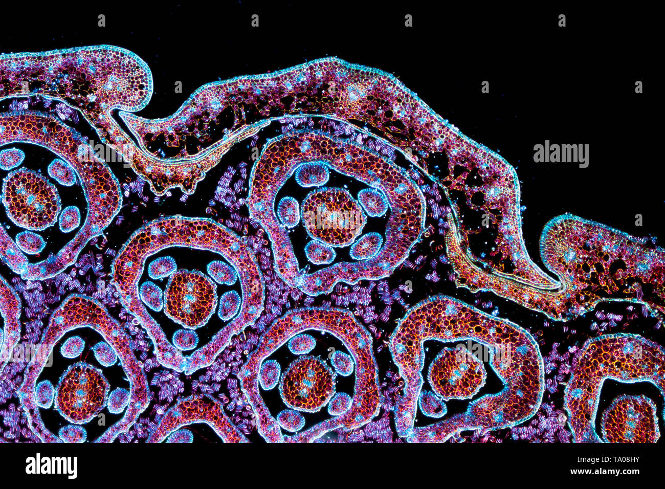 Fiore di tarassaco testa, Taraxacum officinale, campo oscuro fotomicrografia, colorate in sezione trasversale (TS) Foto Stock