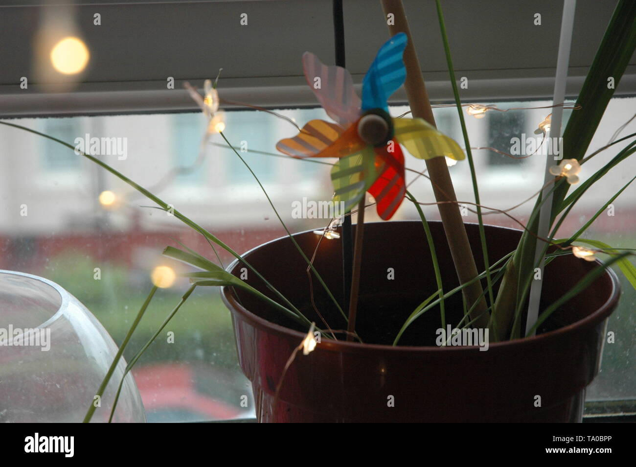 Fairy impianto luce Foto Stock