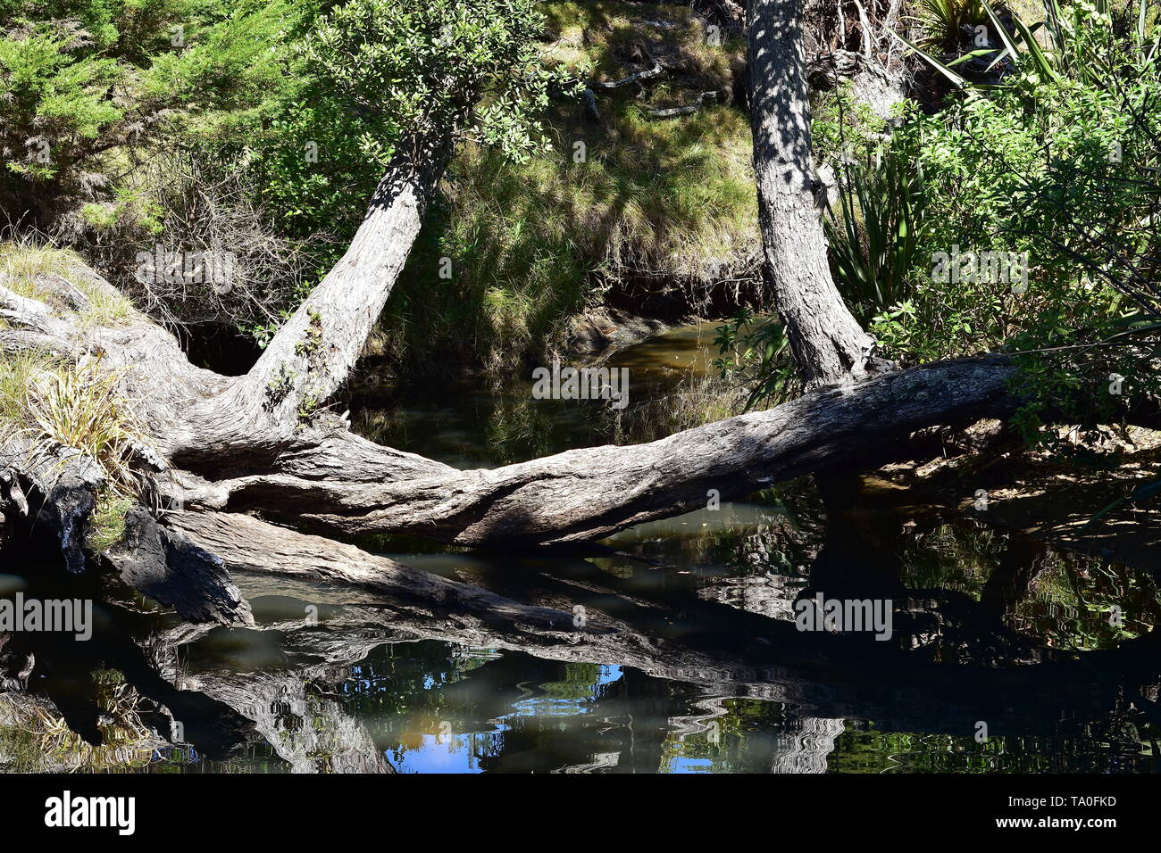 Calma creek pohutukawa con alberi che crescono lungo e tronchi caduti in acqua. Foto Stock