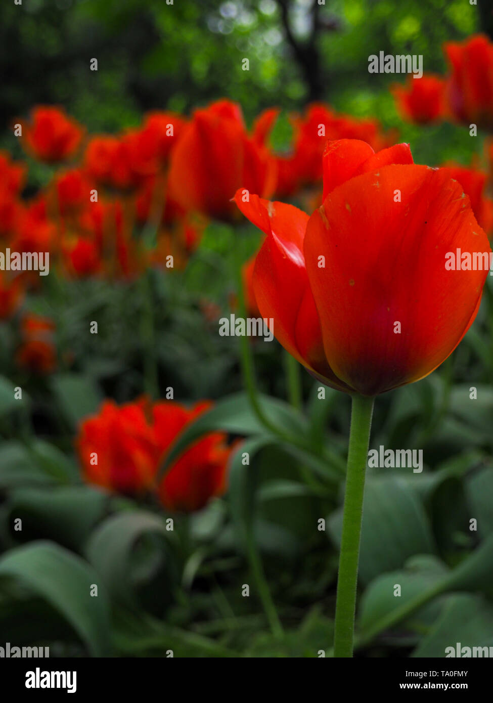 Bella tulipani colorati su un campo, cartolina o greetingcard per motherday e Pasqua Foto Stock