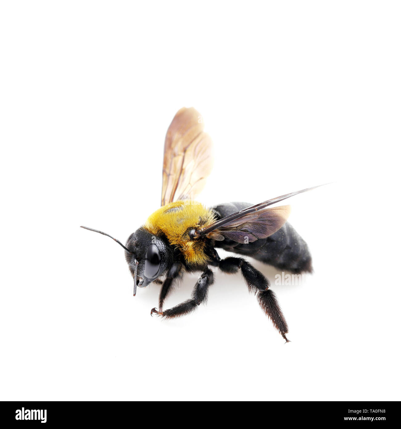 Carpenter bee Xylocopa pubescens isolati su sfondo bianco Foto Stock