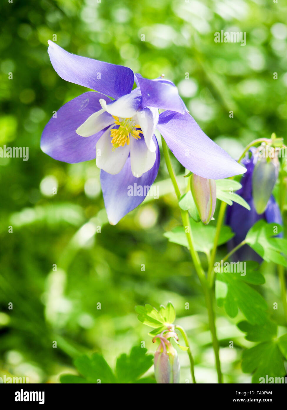Fiori blu di grandi Cupped Daffodil, Bianco Narciso 'Ice Follies' ibrido di narciso Foto Stock