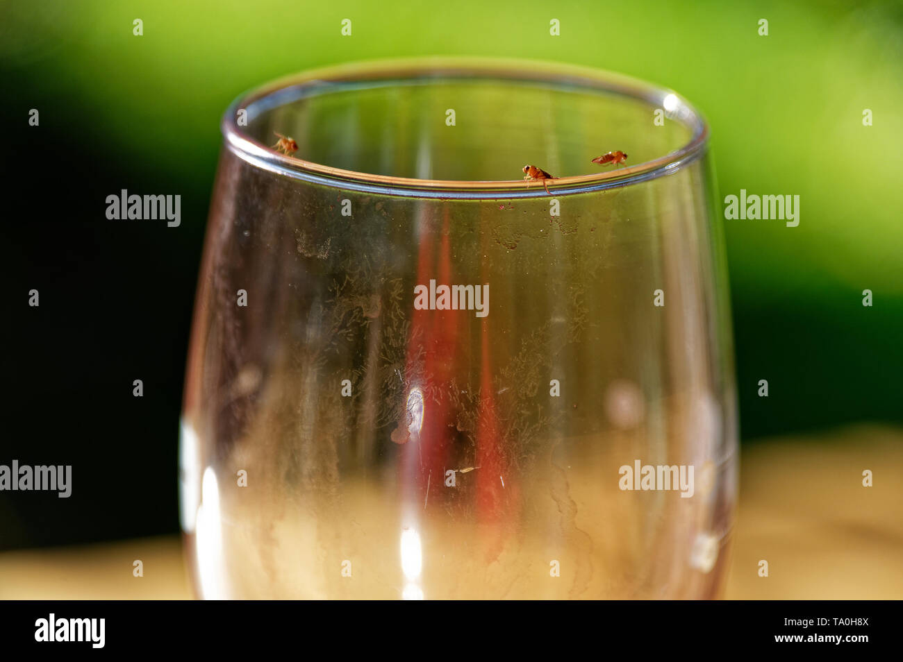 Una sporca il vino rosso di vetro con mosche di frutta sulla sommità di esso. Foto Stock