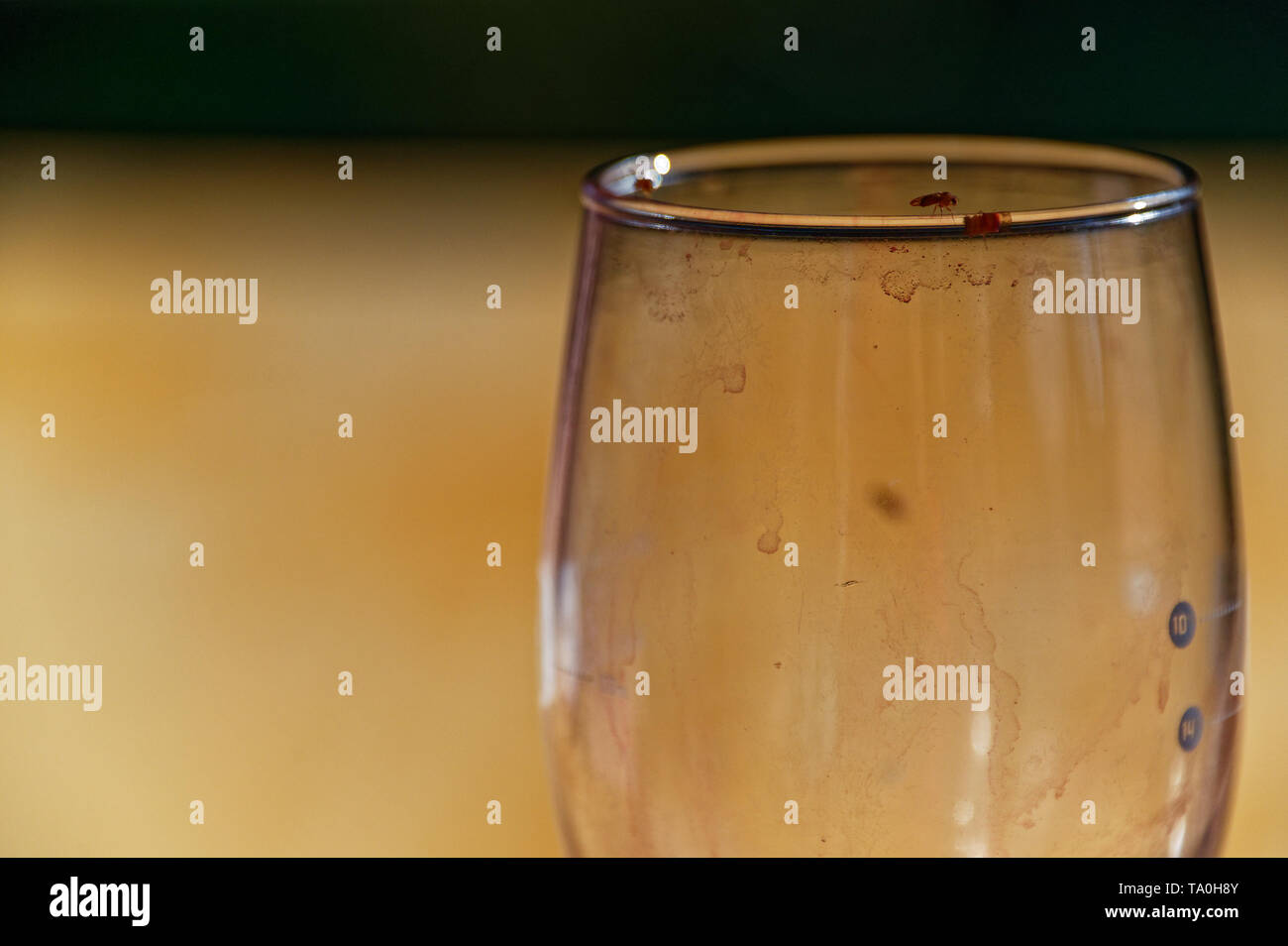 Una sporca bicchiere da vino attira mosche di frutta Foto Stock