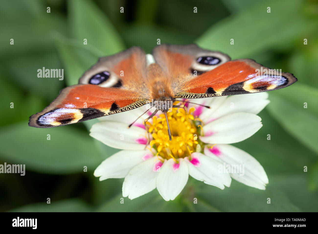 Peacock-butterfly - Aglais-io - su un fiore Foto Stock