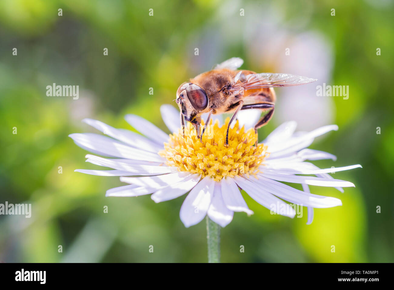 Dronefly - Eristalis tenax - su una margherita - Leucanthemum Foto Stock