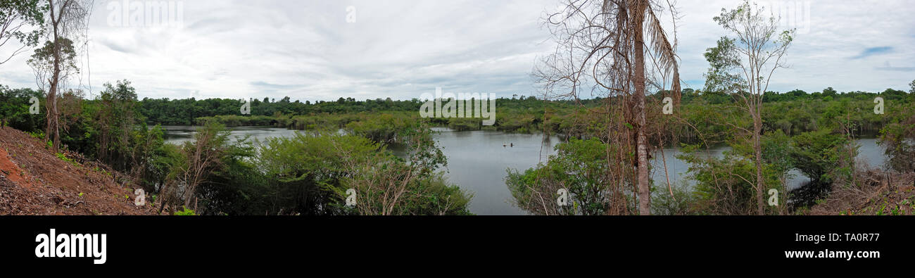 La foresta pluviale nelle acque del Rio Jauperi affluente del fiume Rio delle Amazzoni Foto Stock