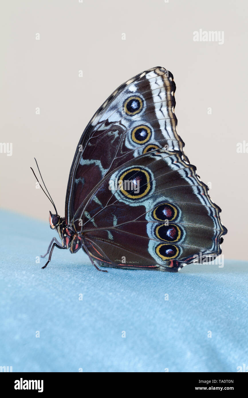 Blu farfalla morfo seduto su un velluto blu panno, su un sfondo di colore beige. Primo piano. Macro. Foto Stock