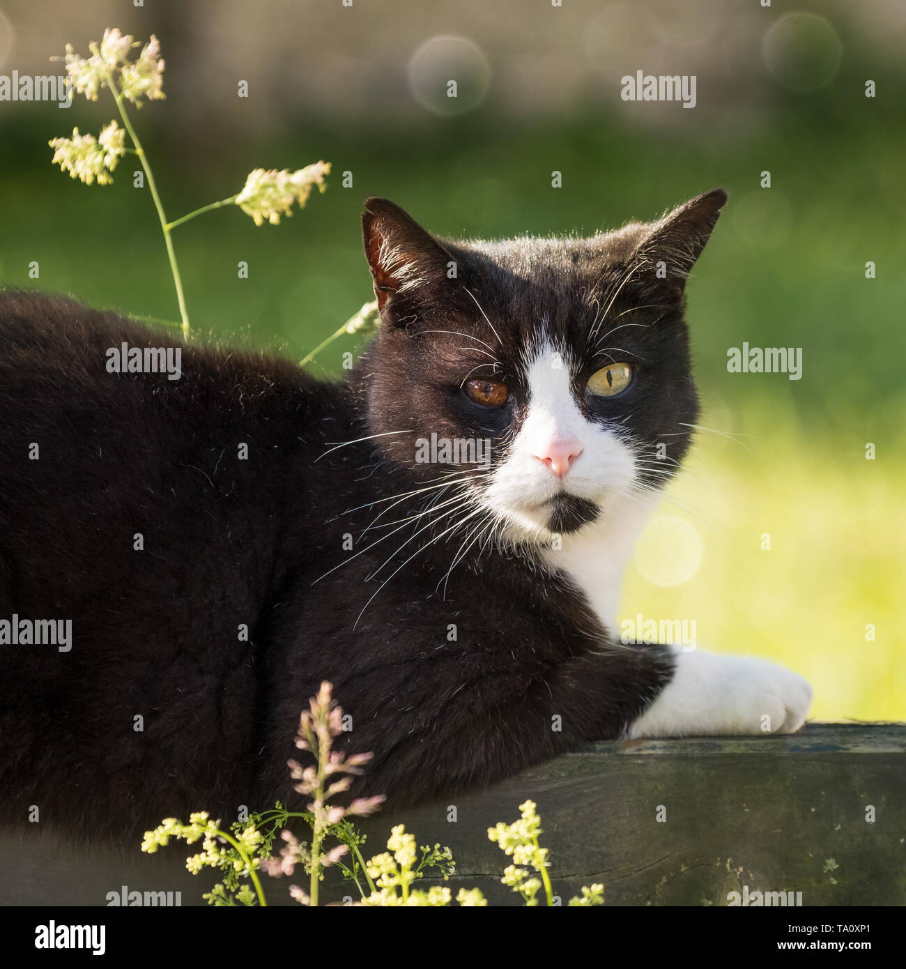 Ritratto di bianco e nero gatto con occhi bicolore relax nella natura Foto Stock