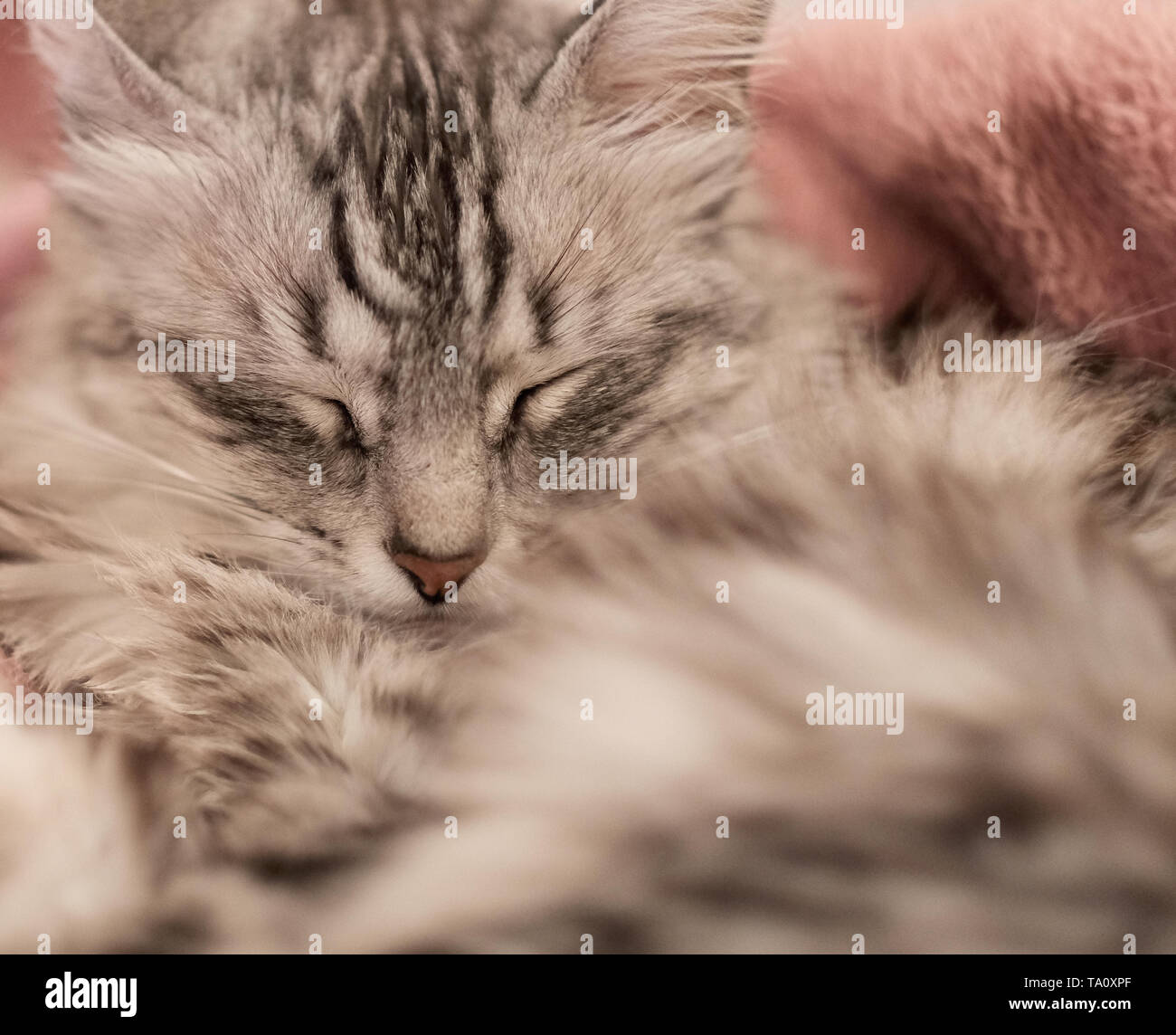 Close up di angora Turco gatto dorme sul colore rosa coperta Foto Stock