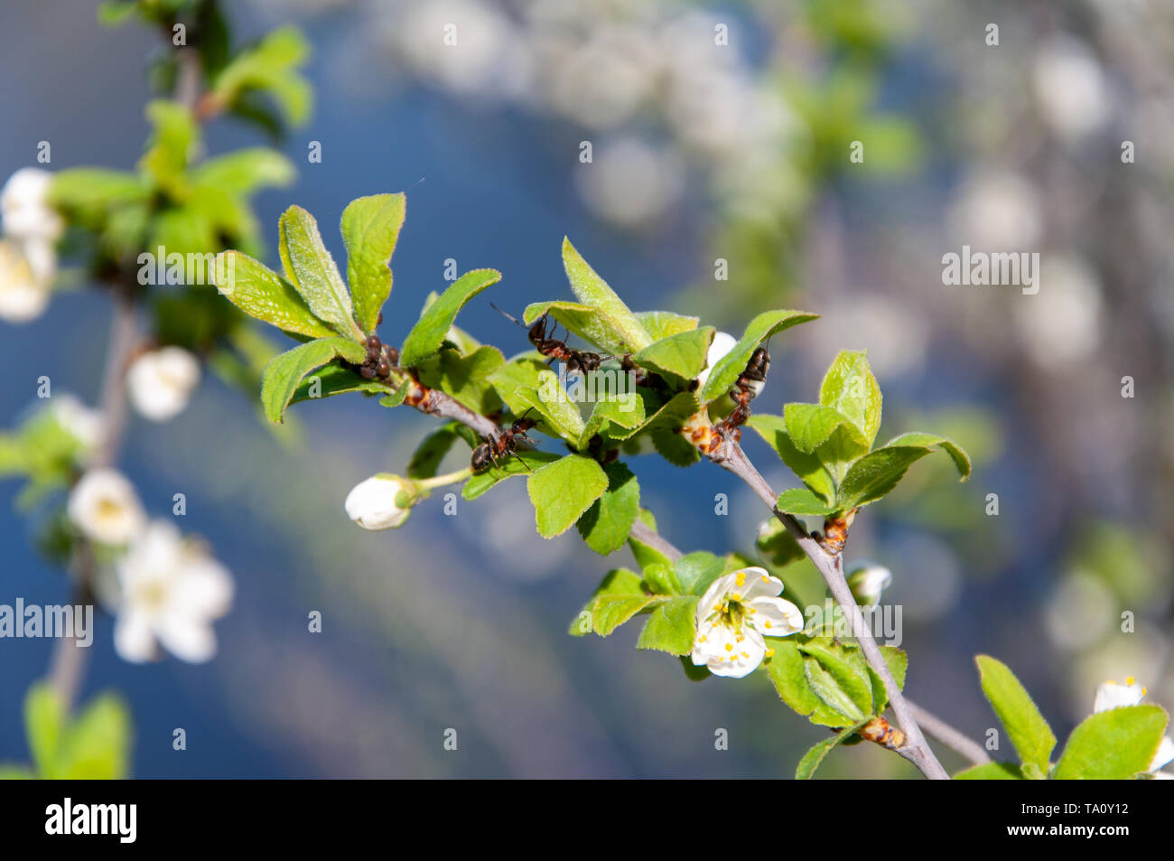 Un ramo di un albero a molla con fioritura boccioli e fiori su uno sfondo sfocato. Close up. Foto Stock