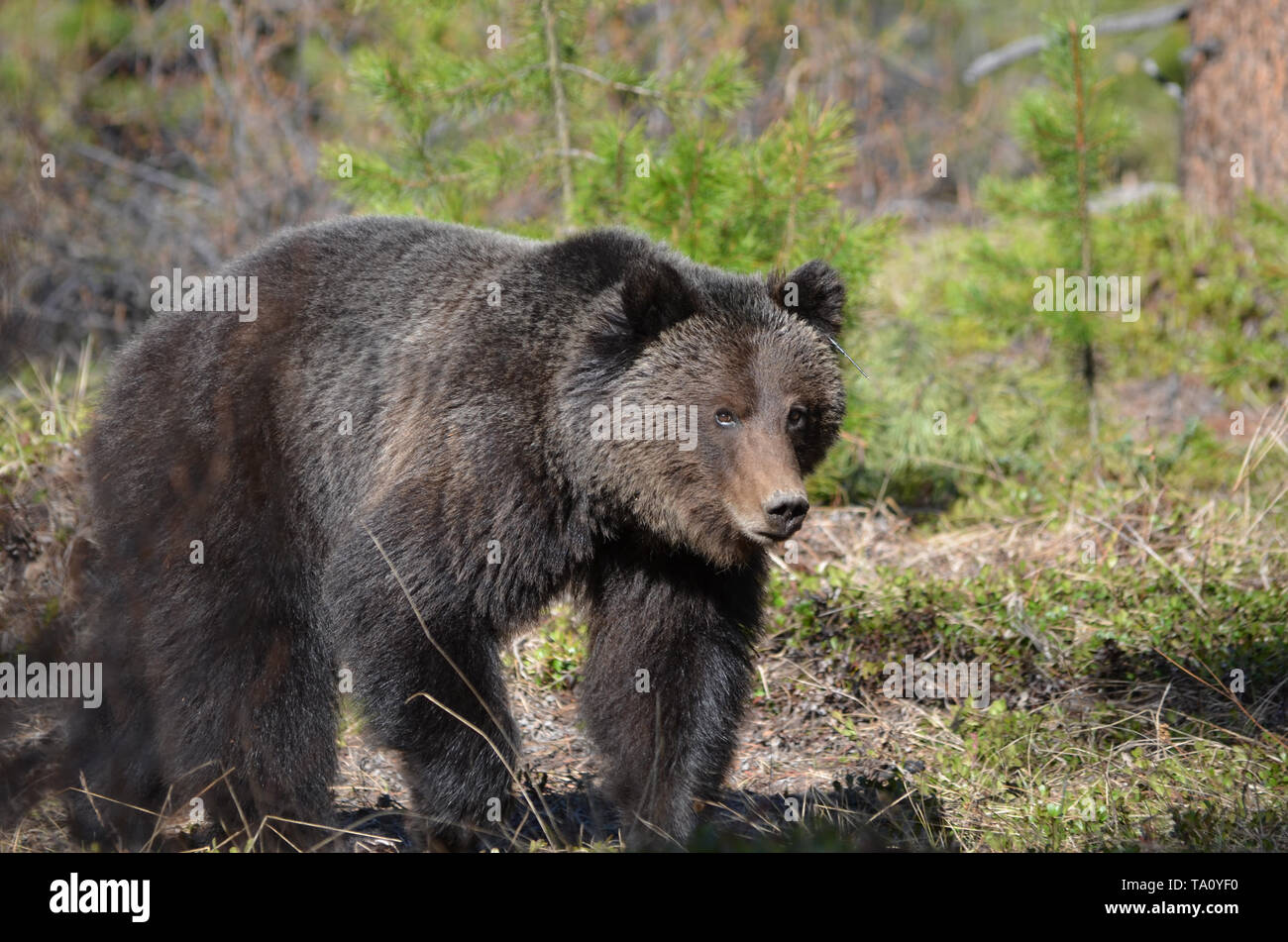 Grizzly giovane adulto a piedi Foto Stock