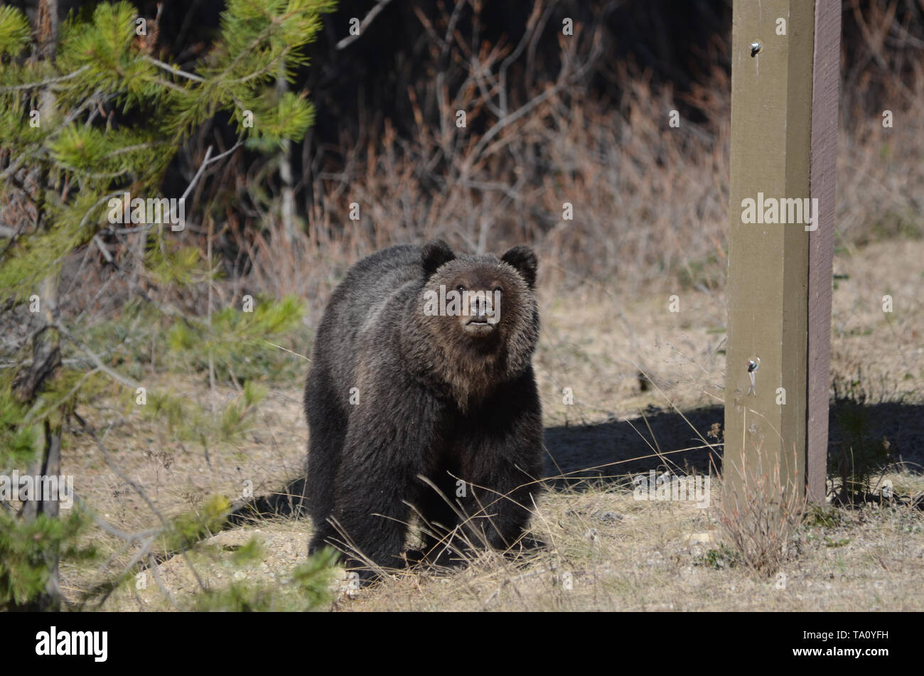 La gioventù orso grizzly camminando tra una radura nel parco nazionale di Banff Foto Stock