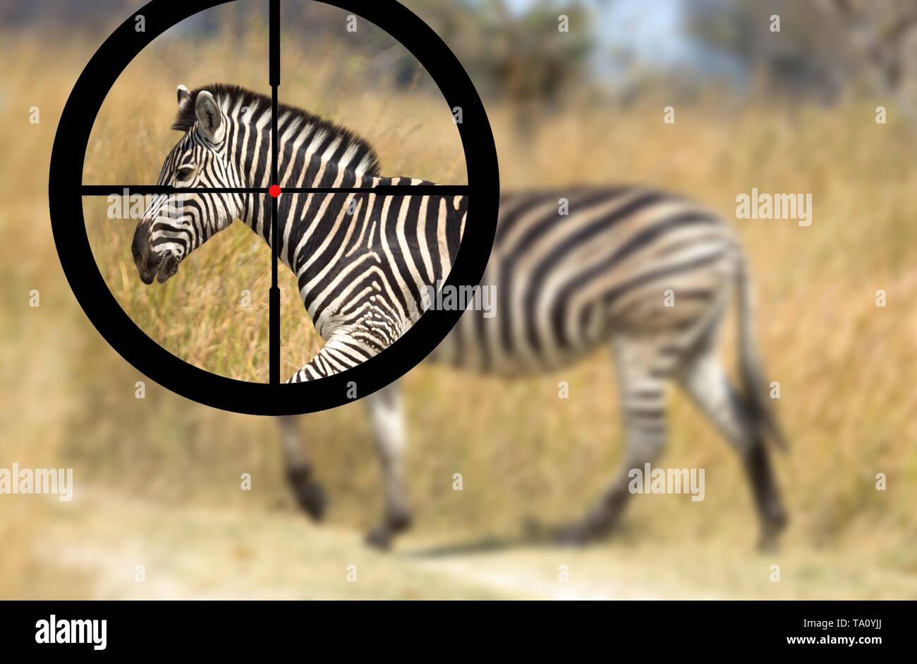 Caccia un Damara zebra (Equus burchelli antiquorum), il fuoco selettivo Foto Stock
