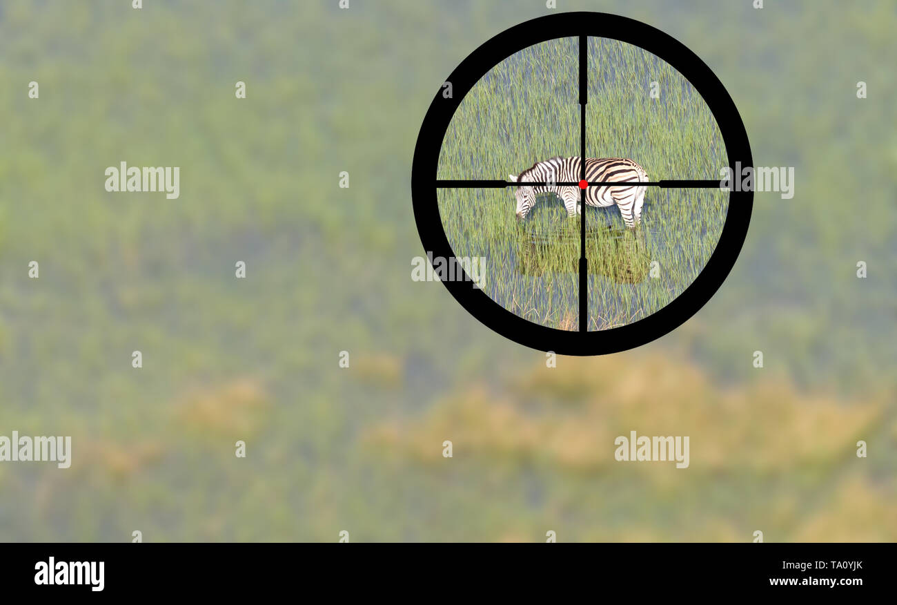 Caccia un Damara zebra (Equus burchelli antiquorum), il fuoco selettivo Foto Stock