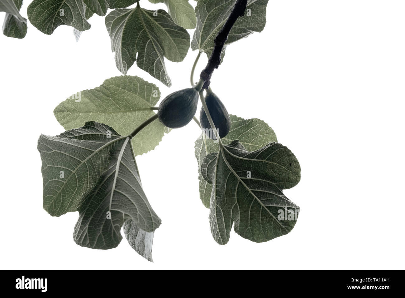 Foglie di fico e le figure su un albero di fico Ficus carica contro uno sfondo bianco Foto Stock