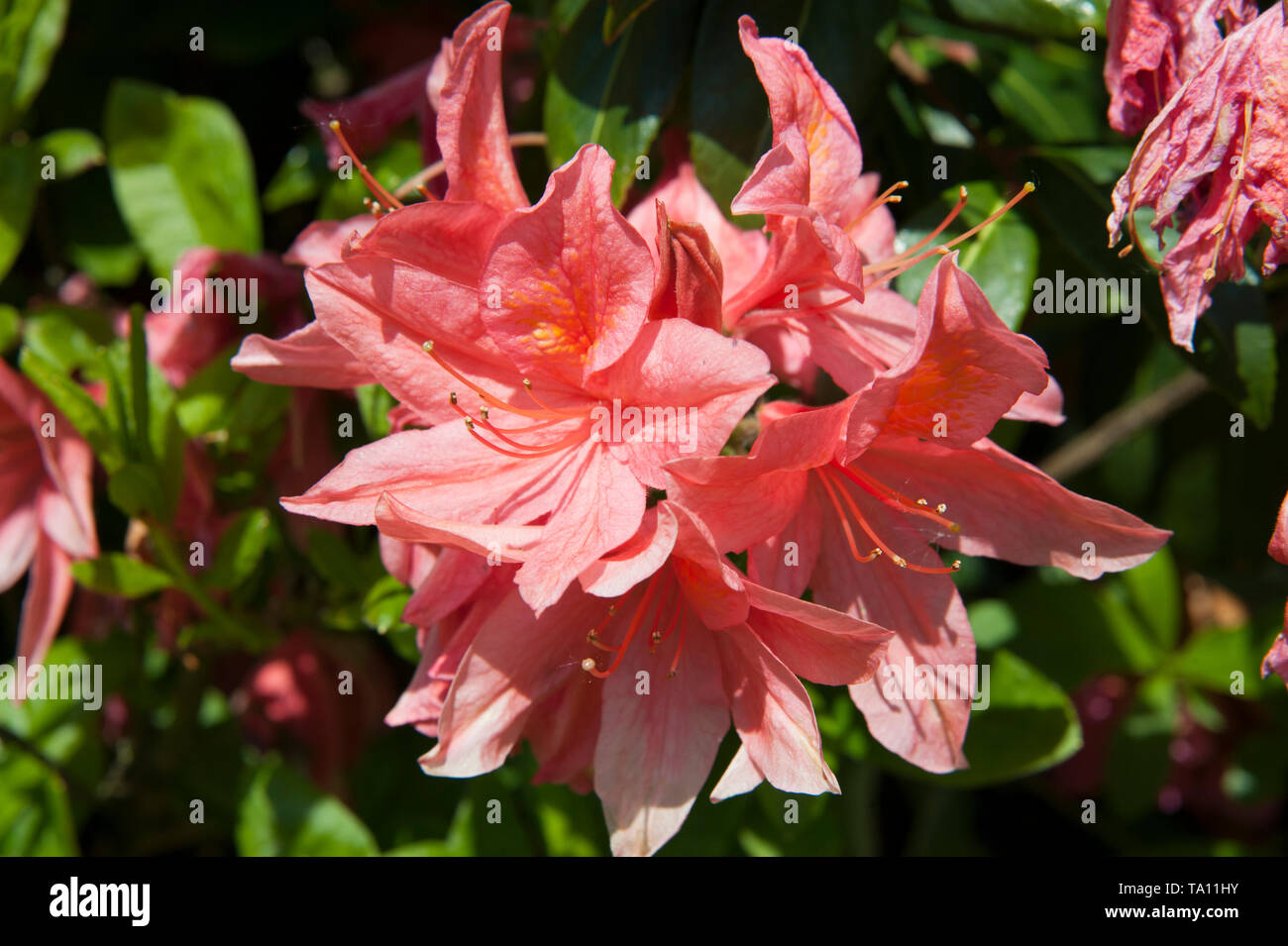 Bellezza arancione, rododendro Azalea Blossom Foto Stock
