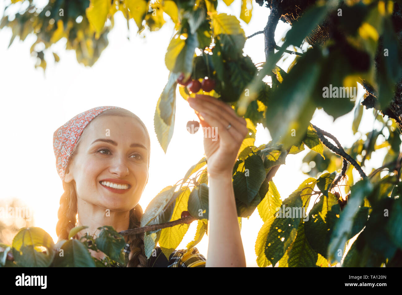 Bella donna agricoltore la raccolta delle ciliegie da un albero Foto Stock