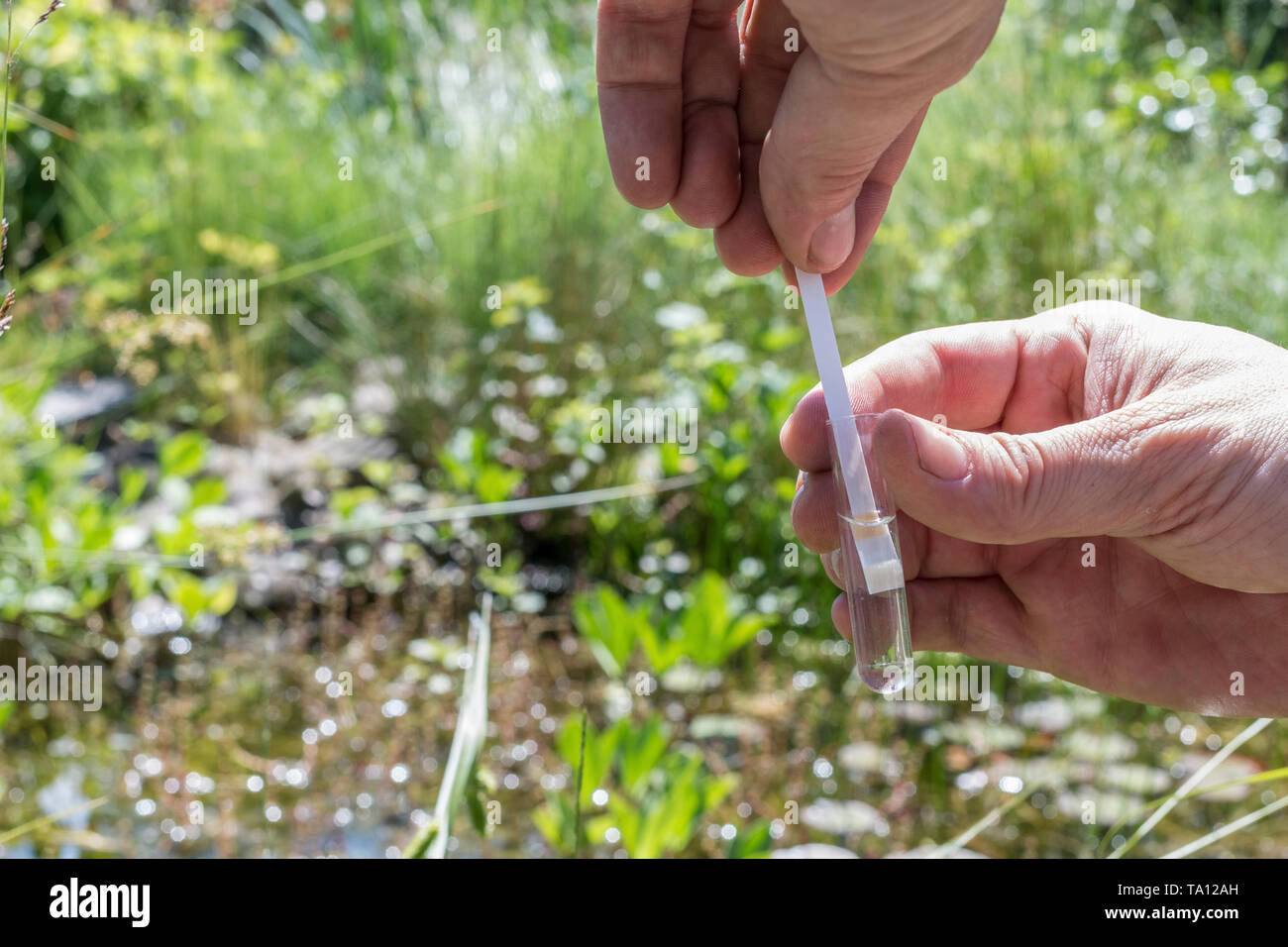 Il valore del PH analisi di un laghetto con una striscia di prova in acqua Foto Stock