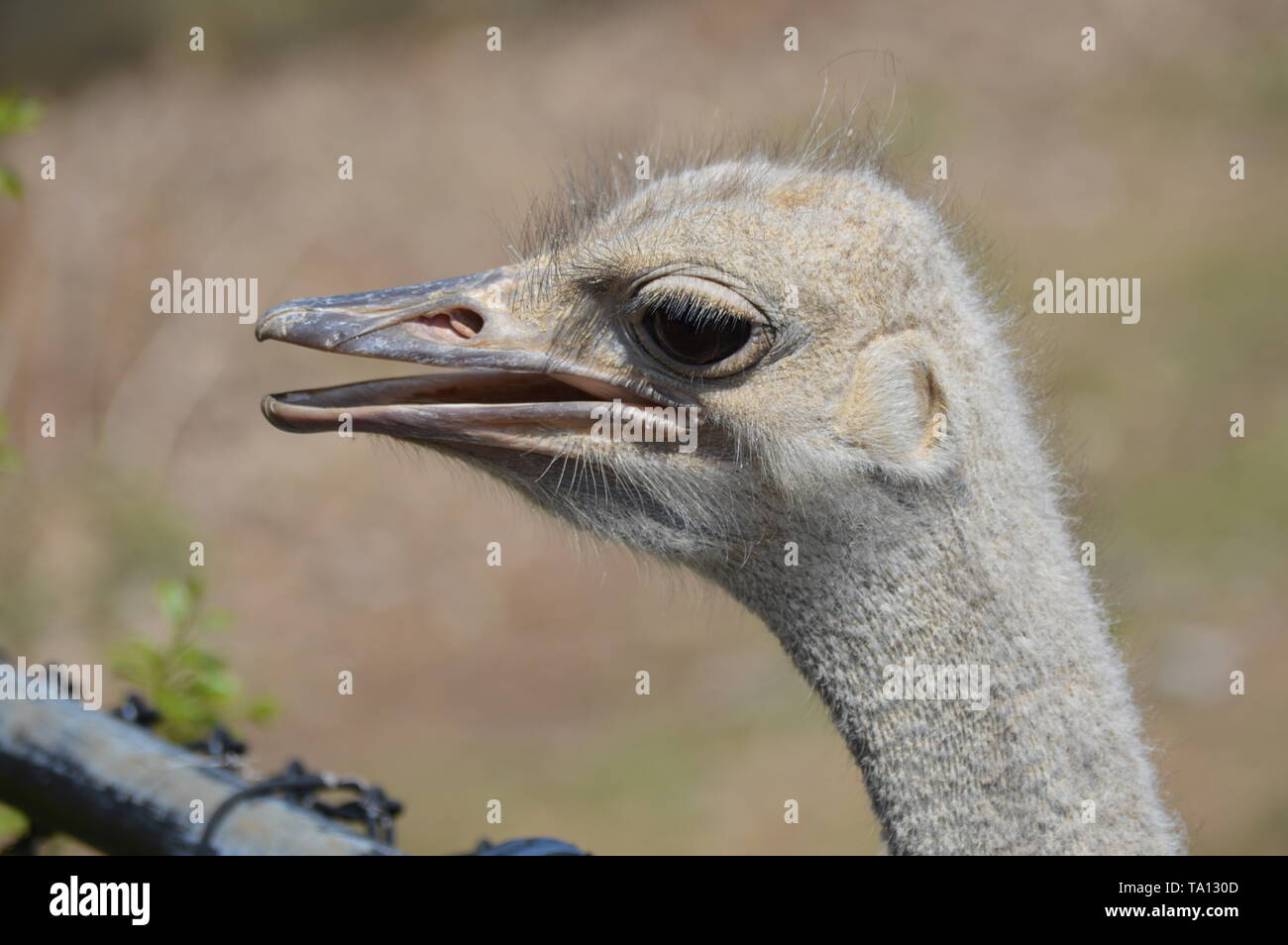 In prossimità di uno struzzo Foto Stock