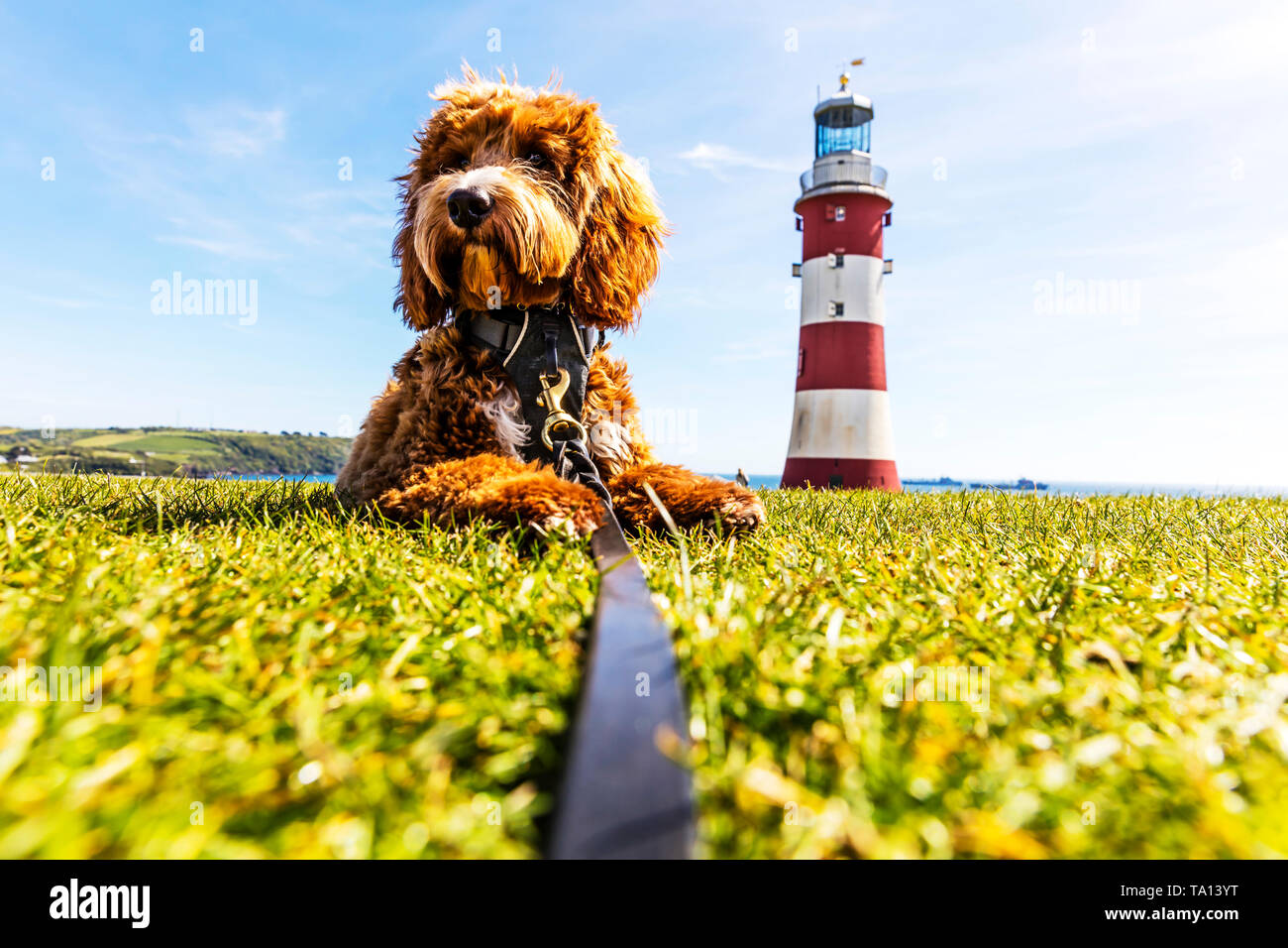 Smeaton torre del faro Plymouth Hoe, Rosso Cockapoo accanto al faro di Plymouth, smeaton torre del faro, Plymouth Hoe, smeaton's Tower, Foto Stock