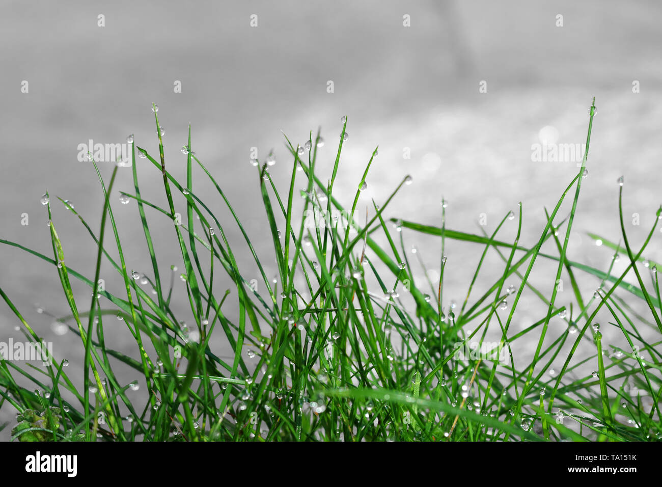 Mattina gocce di rugiada sul verde erba del campo Foto Stock