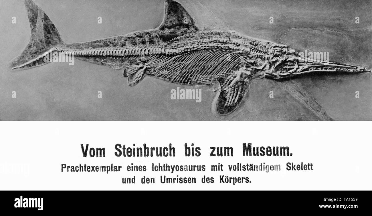 Questa fotografia mostra un ichthyosaur fossilizzato con uno scheletro completo e i contorni del suo corpo. Foto Stock