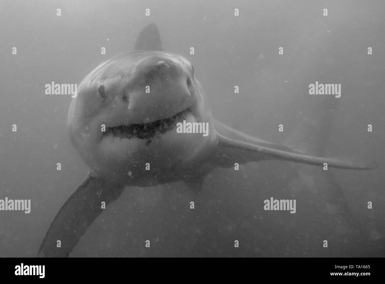 Un grande squalo bianco fotografato in bianco e nero. Foto Stock