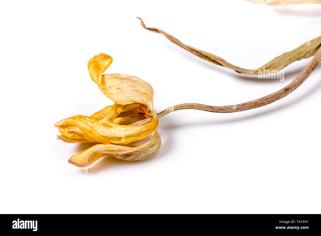 Essiccato tulip flower su sfondo bianco. Fiori appassiti. Foto Stock