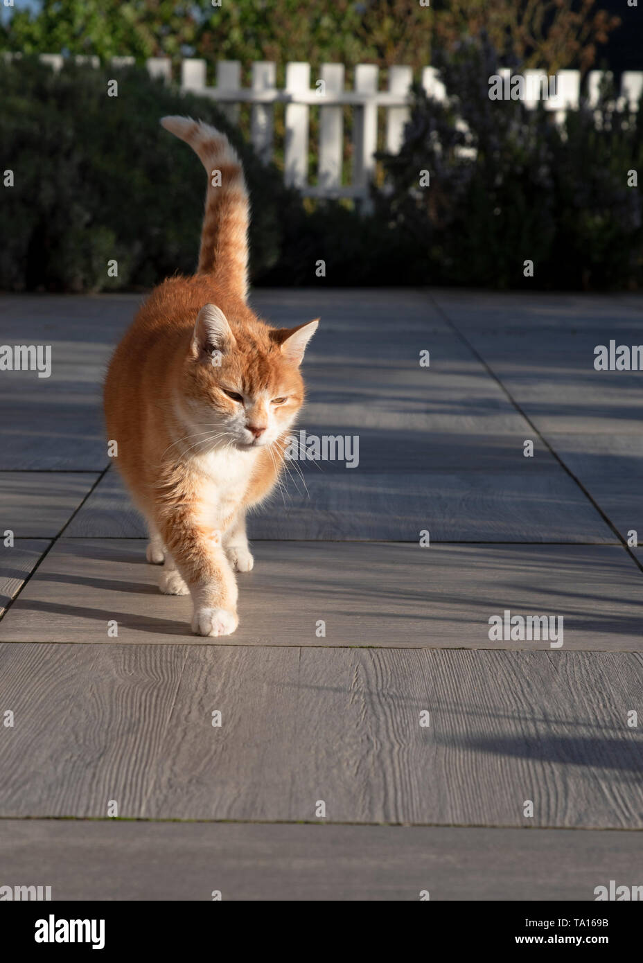 Un gatto che cammina su una terrazza Foto Stock