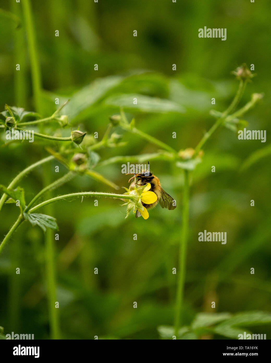 Buff-Tailed Bumblebee raccolta del polline nei pressi di campane Mill, West Midlands, Regno Unito. Foto Stock