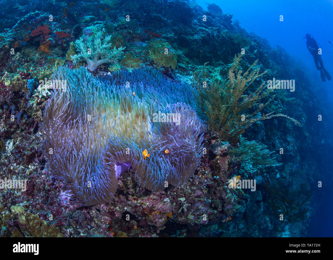 Magnifico bioluminescente anemone a clownfish immerso nei suoi tentacoli su una ripida scogliera di corallo con scuba diver guardare in blu sullo sfondo di acqua Foto Stock