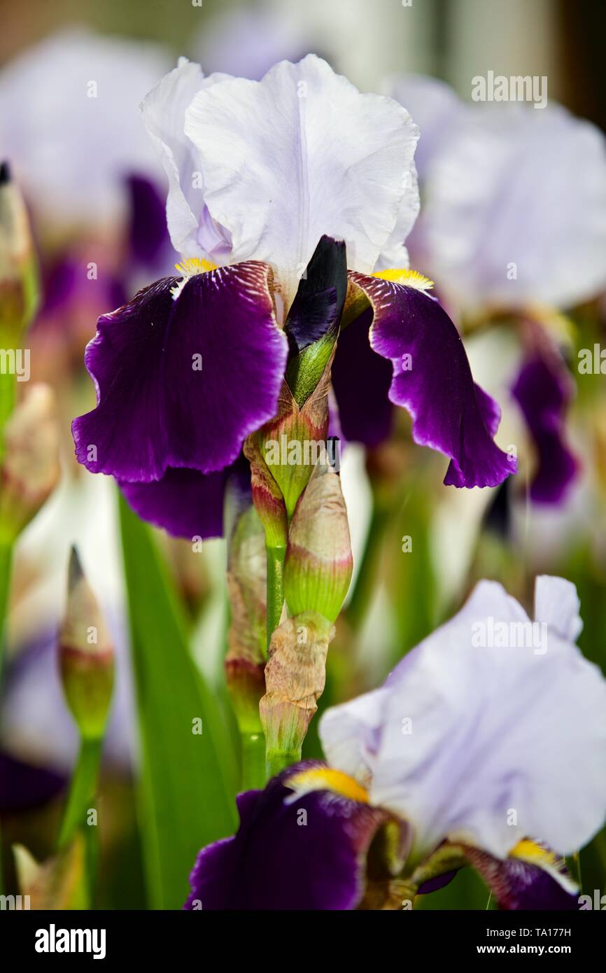 Amigo, iride con bearded, petali standard viola chiaro e petali viola Foto Stock