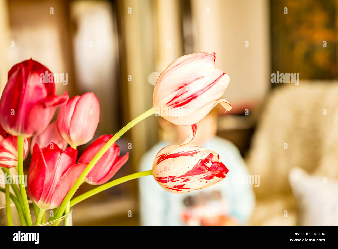 Close-up di un fresco bouquet di tulipani in bianco e rosso nel soggiorno. Bocke sfondo. Profondità di messa a fuoco. Foto Stock