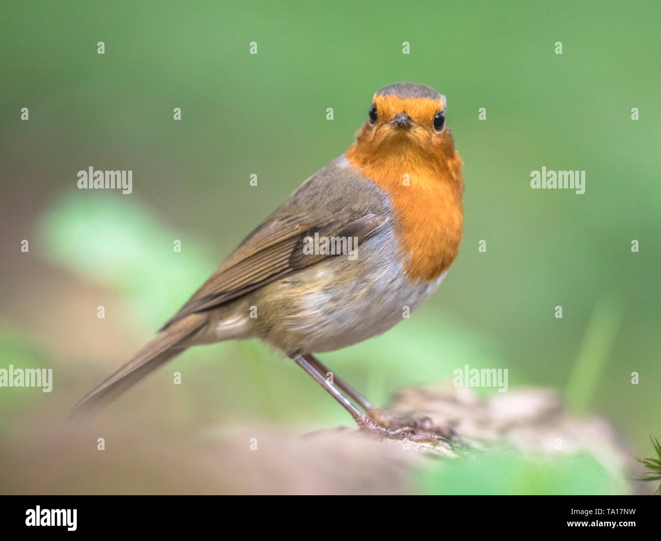 Unione red robin (Erithacus rubecula) arroccato sul registro con sfondo luminoso in giardino Foto Stock